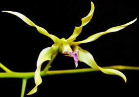 Dendrobium crispilinguum: Dendrobium crispilinguum P.J.Cribb, flower, oblique lateral view, , photo Ed de Vogel, based on Leiden cult. 20032146 (de Vogel et al.), from Papua New Guinea, Western Highlands Prov.