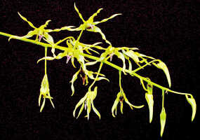 Dendrobium crispilinguum: Dendrobium crispilinguum P.J.Cribb, inflorescence, photo Ed de Vogel, based on Leiden cult. 20032146 (de Vogel et al.), from Papua New Guinea, Western Highlands Prov.