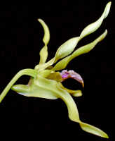 Dendrobium crispilinguum: Dendrobium crispilinguum P.J.Cribb, flower, lateral view, , photo Ed de Vogel, based on Leiden cult. 20032146 (de Vogel et al.), from Papua New Guinea, Western Highlands Prov.