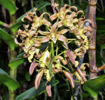 Dendrobium conanthum: Dendrobium conanthum Schltr., inflorescence, photo Ed de Vogel, from Papua New Guinea, New Ireland Prov.