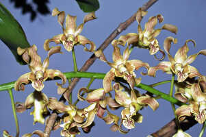 Dendrobium conanthum: Dendrobium conanthum Schltr., flowers, various views, photo Ed de Vogel, from Papua New Guinea, New Ireland Prov.