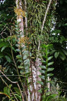 Dendrobium conanthum: Dendrobium conanthum Schltr., plant in situ, photo Ed de Vogel, from Papua New Guinea, New Ireland Prov.