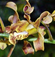 Dendrobium conanthum: Dendrobium conanthum Schltr., flower, oblique lateral view, photo Ed de Vogel, from Papua New Guinea, New Ireland Prov.