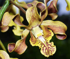 Dendrobium conanthum: Dendrobium conanthum Schltr., flower, view from above, photo Ed de Vogel, from Papua New Guinea, New Ireland Prov.