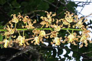 Dendrobium conanthum: Dendrobium conanthum Schltr., inflorescence, photo Ed de Vogel, from Papua New Guinea, New Ireland Prov.