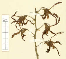 Dendrobium cochliodes: Dendrobium ruidilobum J.J.Sm. (= Dendrobium cochliodes Schltr.), detail of holotype specimen: Brero, van cult. s.n. (L)