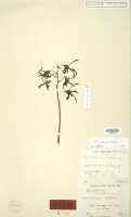 Dendrobium cochliodes: Dendrobium ruidilobum J.J.Sm. (= Dendrobium cochliodes Schltr.), holotype specimen: Brero, van cult. s.n. (L)