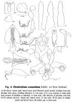 Dendrobium conanthum: Dendrobium conanthum Schltr., drawing by N.H.S. Howcroft in Orchadian 11 (1996) 583, fig. 3