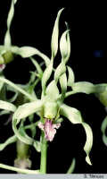 Dendrobium crispilinguum: Dendrobium crispilinguum P.J.Cribb, flower, photo D. Titmuss, based on D. Smedley cult.