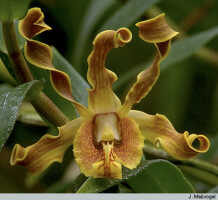 Dendrobium conanthum: Dendrobium conanthum Schltr., flower, photo J. Meijvogel, based on Leiden cult. 32411