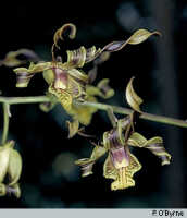 Dendrobium cochliodes: Dendrobium cochliodes Schltr., inflorescence, photo P. O'Byrne, based on O'Byrne D055