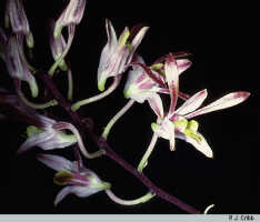 Dendrobium carronii: Dendrobium carronii Lavarack & P.J.Cribb, flowers, photo P. Cribb, from Australia