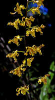 Dendrobium conanthum: Dendrobium conanthum Schltr., inflorescence, photo Jon Cara, NBCG Port Moresby cult. s.n.