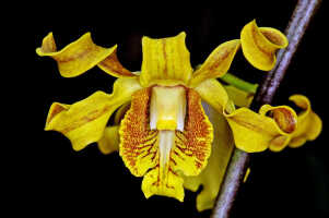 Dendrobium conanthum: Dendrobium conanthum Schltr., flower, front view, photo Jon Cara, NBCG Port Moresby cult. s.n.