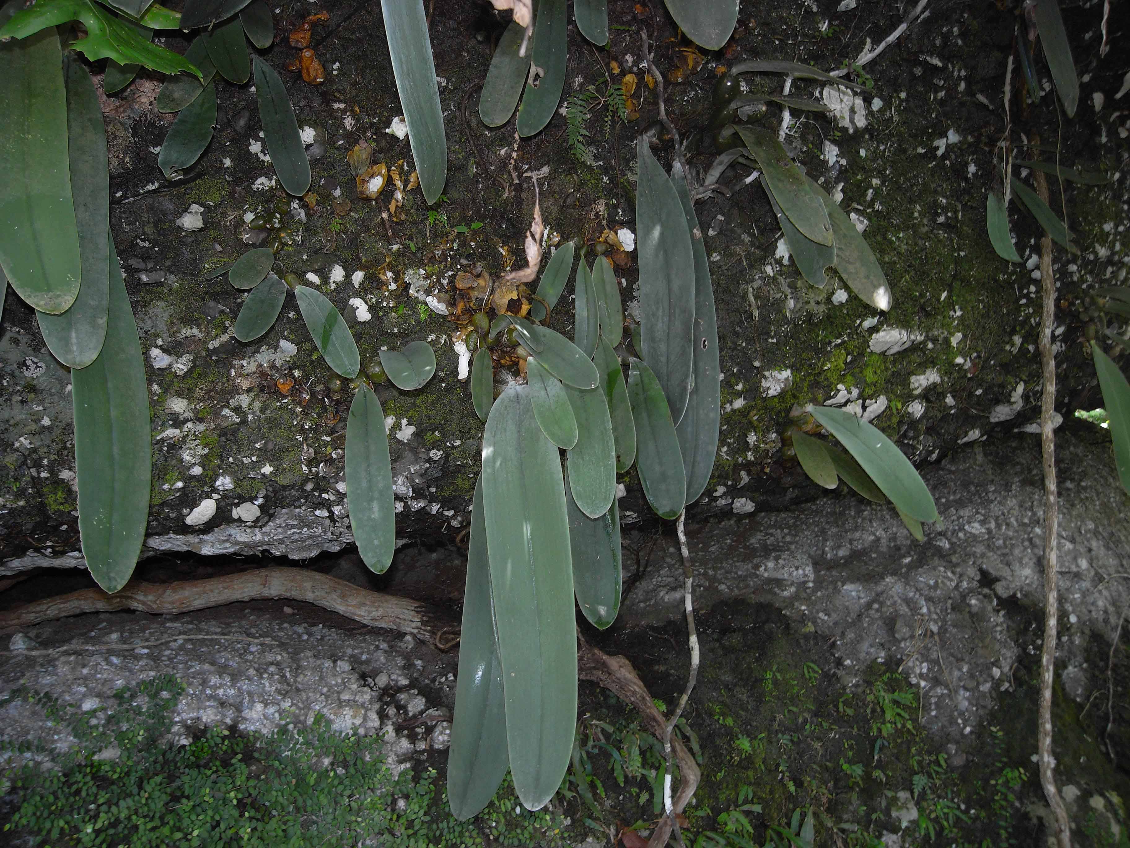 Orchids of New Guinea