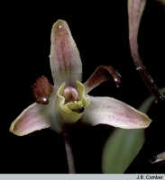 Dendrobium carronii: Dendrobium carronii Lavarack & P.J.Cribb, flower, photo J.B. Comber, at National Capital Botanical Garden, Port Moresby