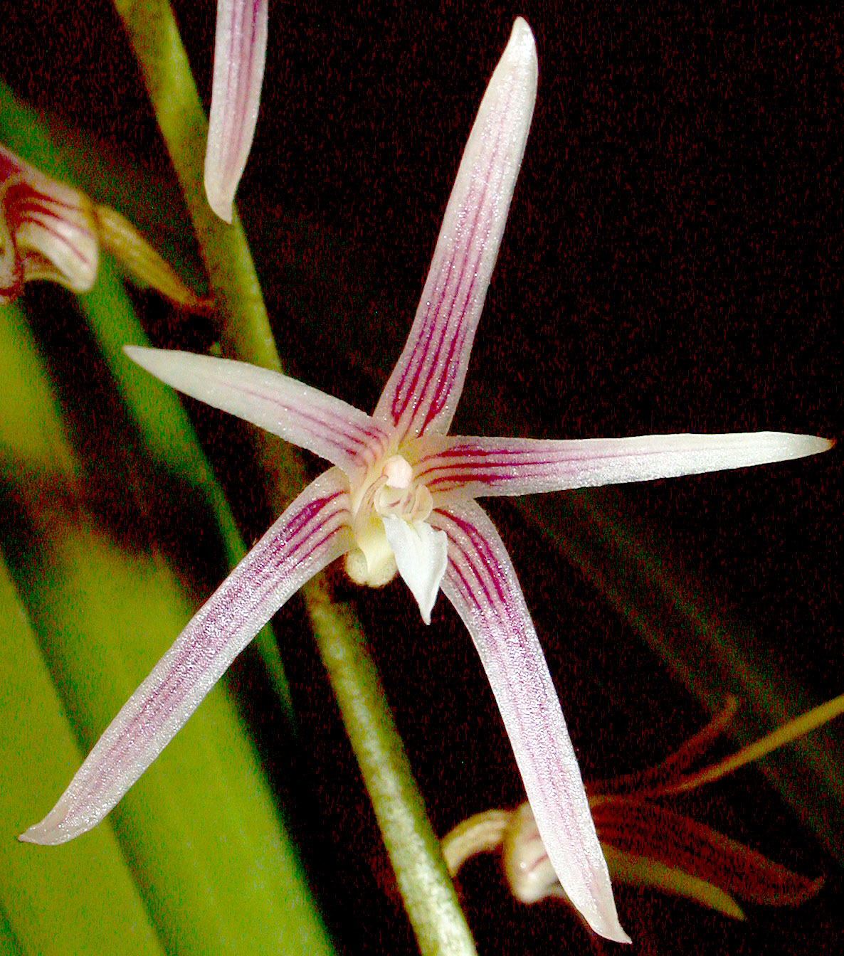 Orchids of New Guinea