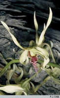 Dendrobium crispilinguum: Dendrobium crispilinguum P.J.Cribb, flower, photo P.J. Cribb