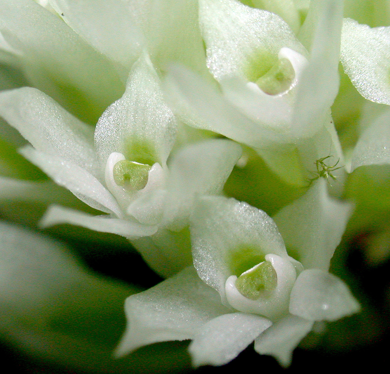 Orchids of New Guinea