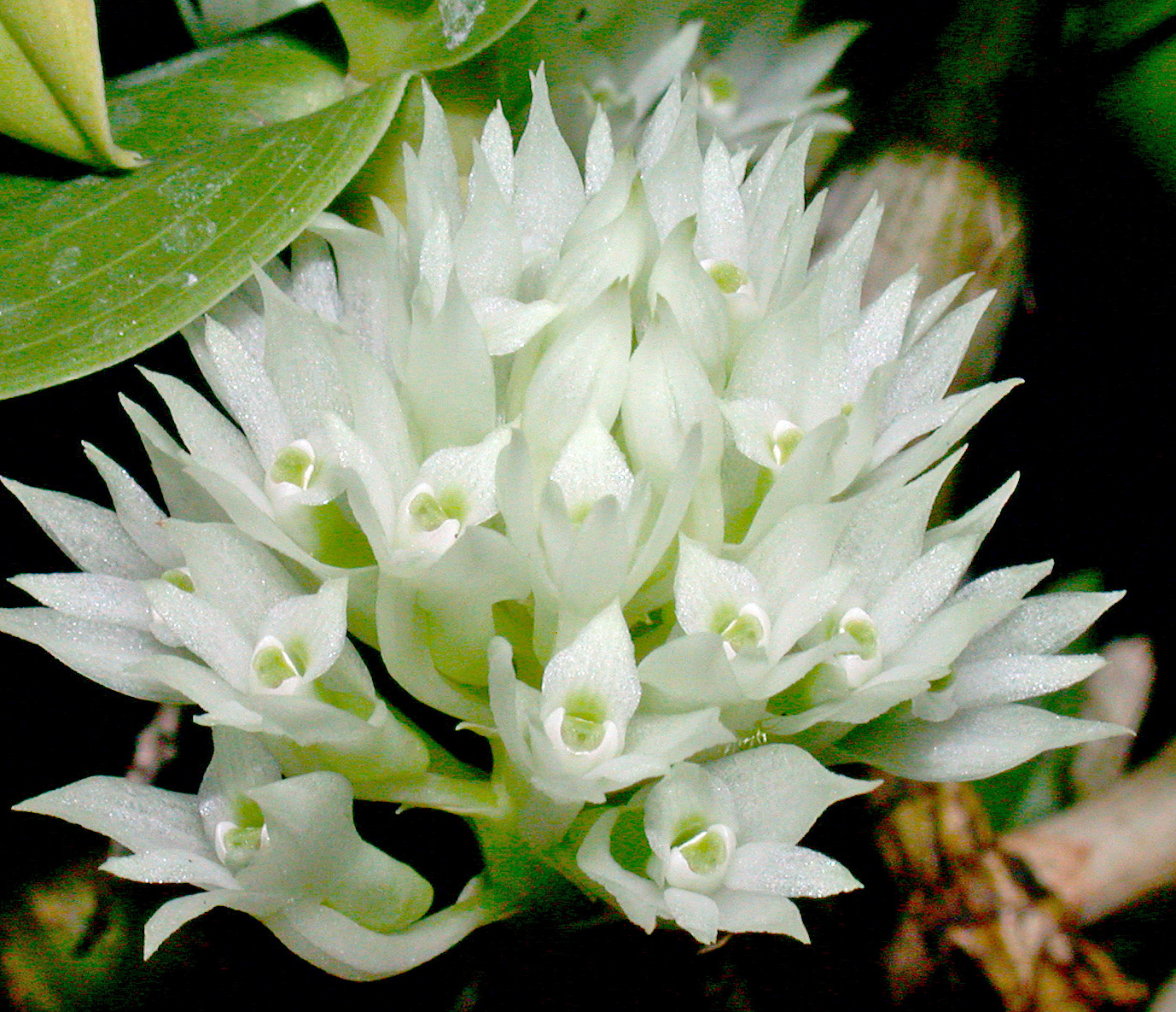 Orchids of New Guinea