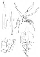 Dendrobium crispilinguum: Dendrobium crispilinguum P.J.Cribb, drawing by M. Swann in Kew Bull. 41 (1986) 675, fig. 15