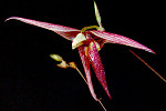 Bulbophyllum digoelense