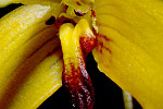 Bulbophyllum quadrangulare