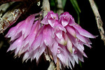 Dendrobium caliculimentum